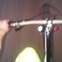 Kom G.