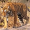 Mahesh P.