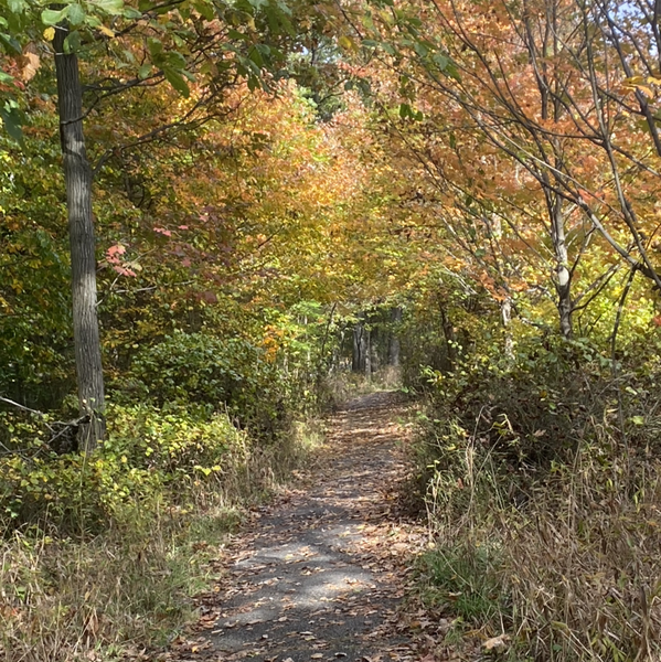 Just A Girl Who Walks Strava Runner Profile