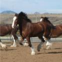 Clydesdales and Athenas (BikeForums.net) Clydesdales and Athenas (BikeForums.net)