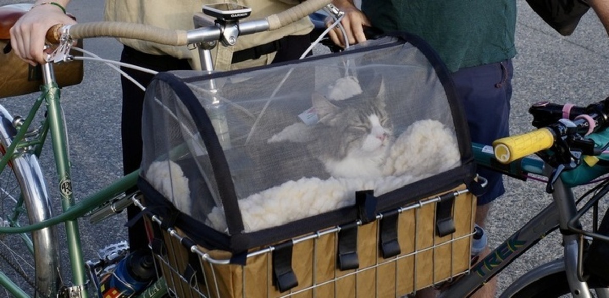 Cat Ride Map Cat Rides NW | Strava